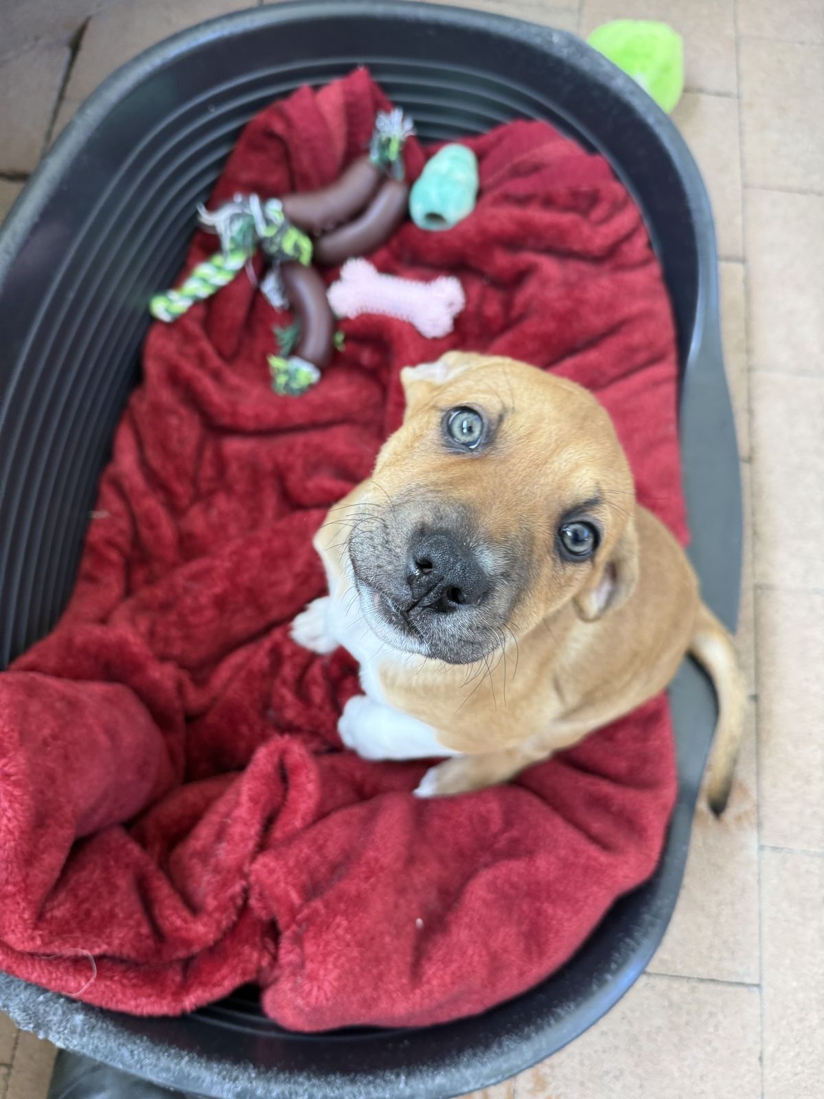 Gallery image: Petunia