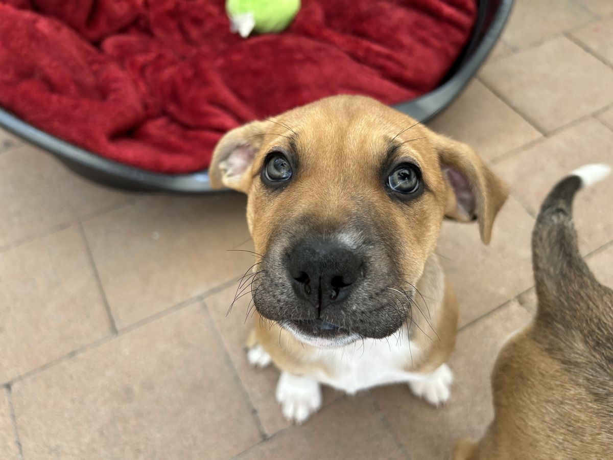 Gallery image: Petunia