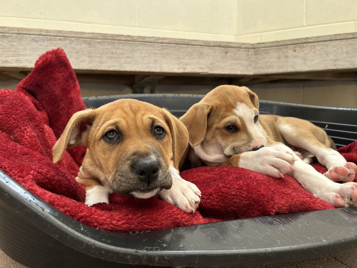 Gallery image: Petunia