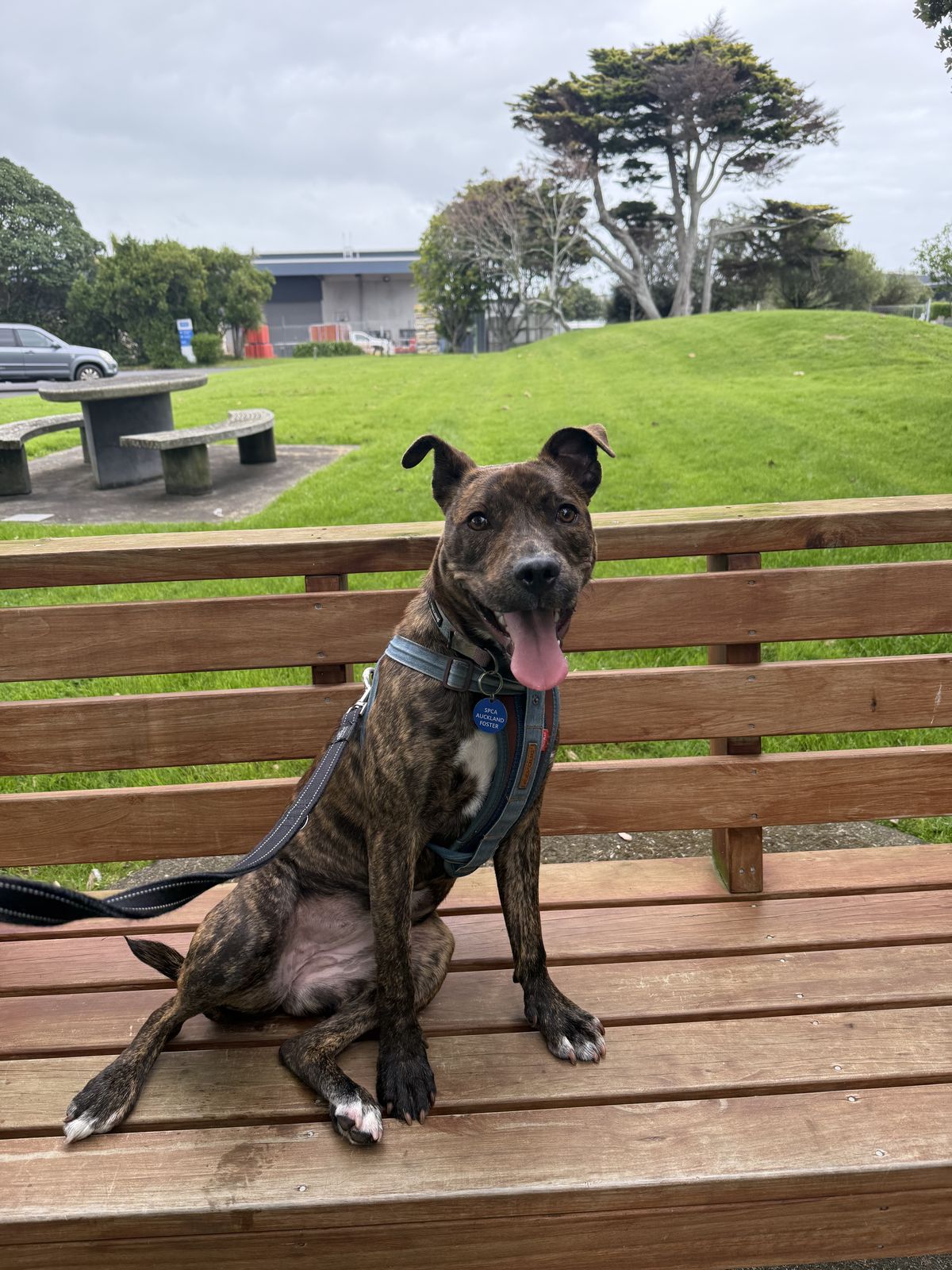 Gallery image: Stella