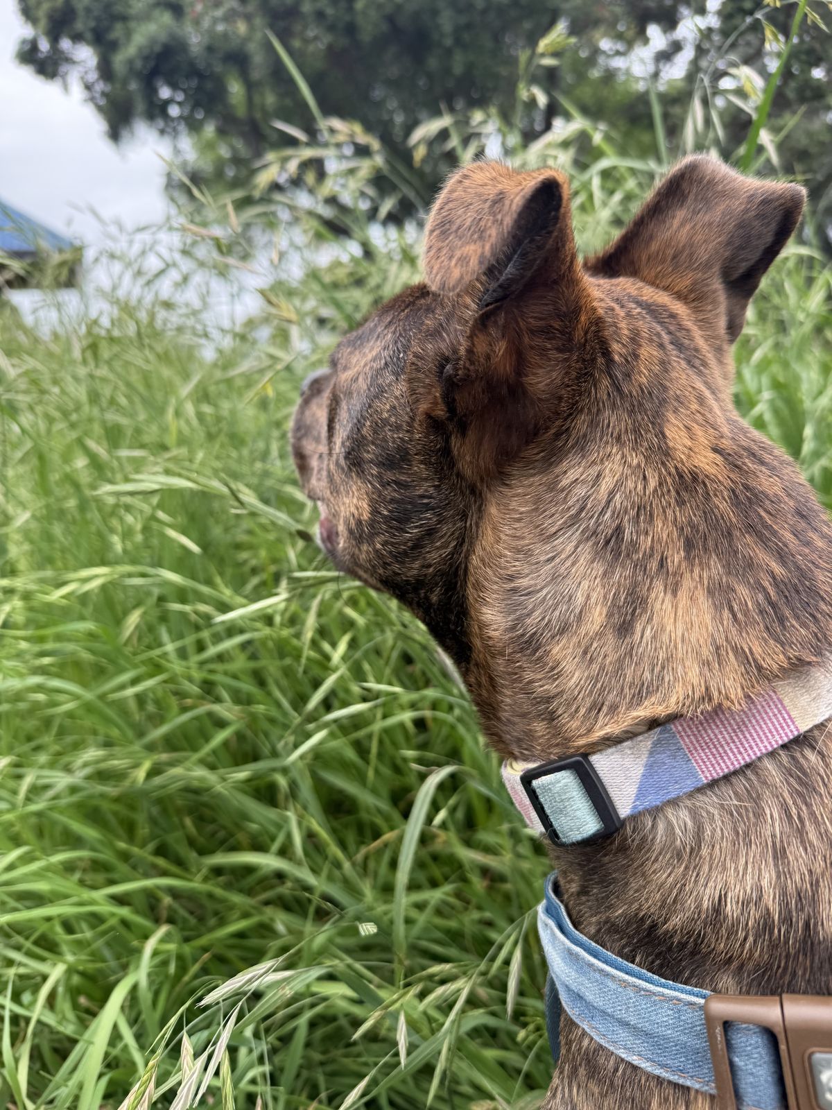 Gallery image: Stella