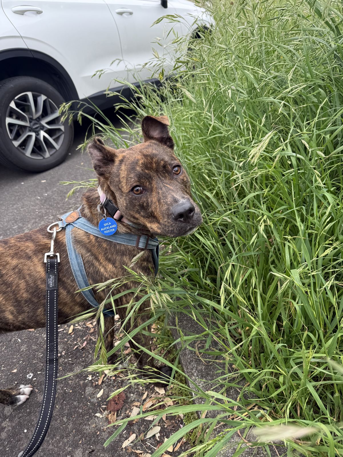 Gallery image: Stella