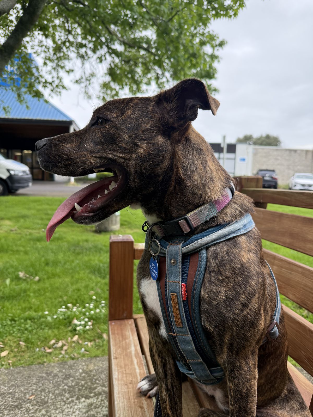 Gallery image: Stella