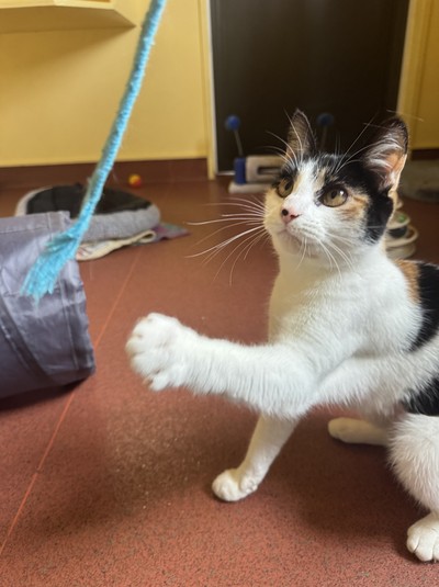 Meka - Domestic Short Hair