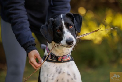 Bess - German Shorthaired Pointer