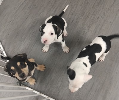 True - Medium Cross Breed