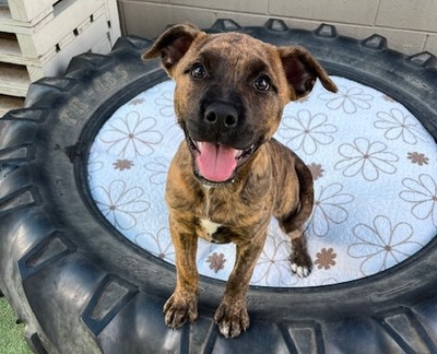 Hazel  - Medium Cross Breed