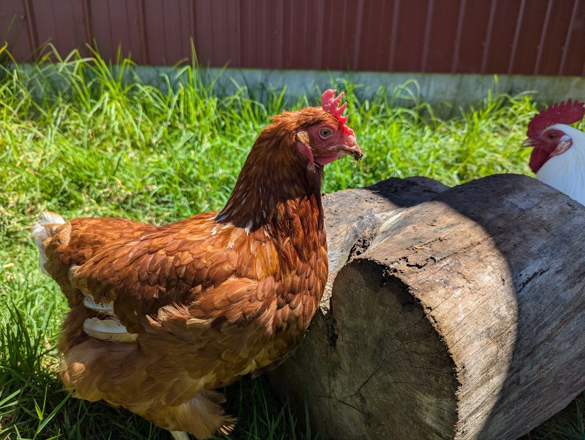 Gallery image: Hetti