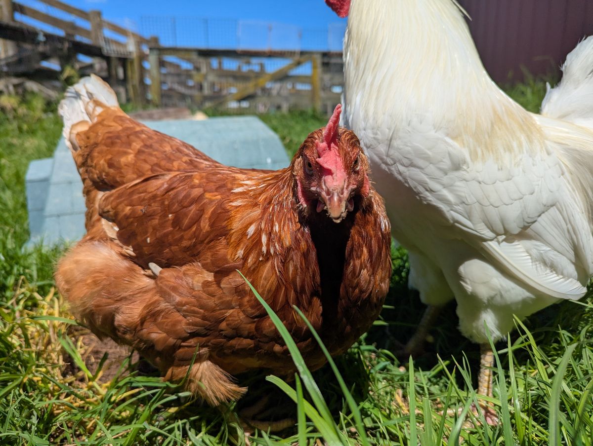 Gallery image: Hetti