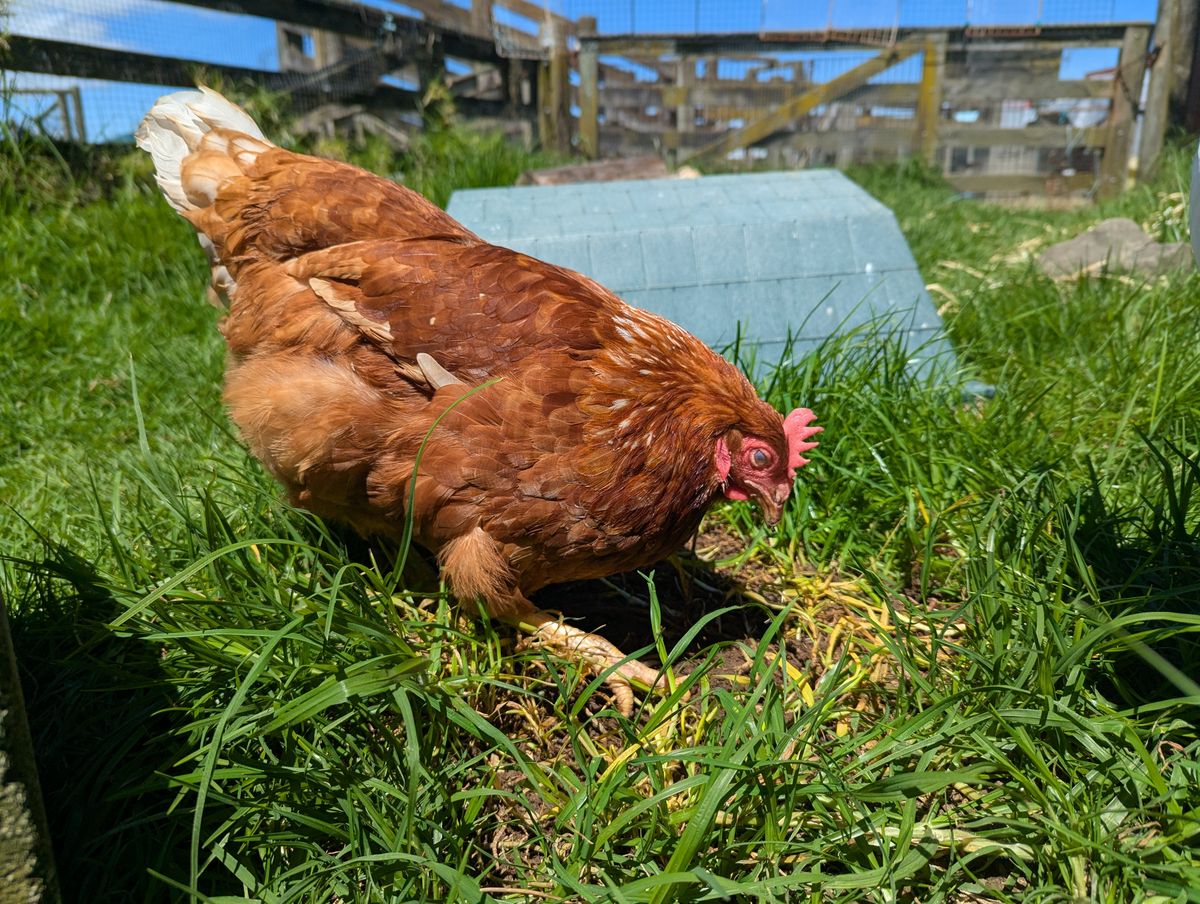 Gallery image: Hetti