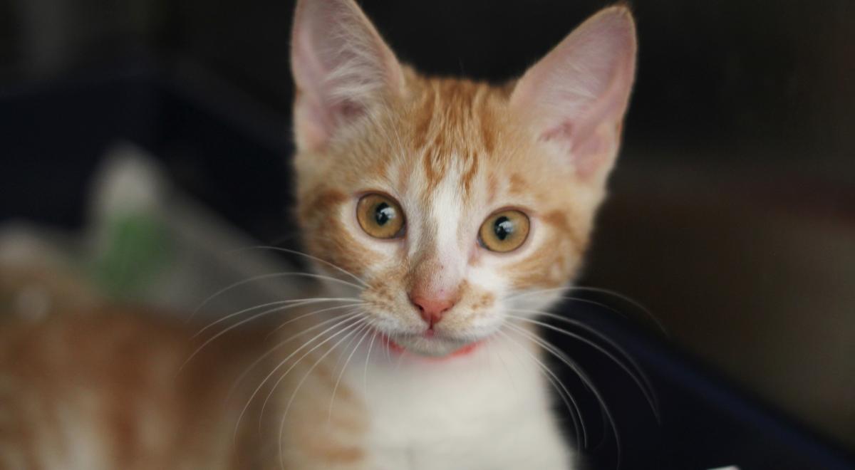 Motueka Vet Partnership - Vetlife Motueka