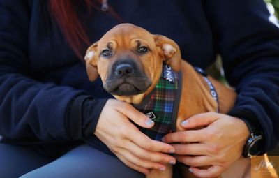 SPCA Desexing Grant set to help more animal rescues