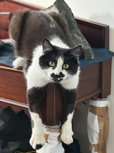 Zigzag - Domestic Longhair