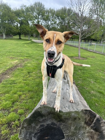 Johnny - Medium Cross Breed