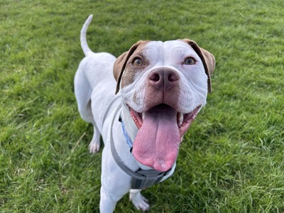 Peanut - Medium Cross Breed