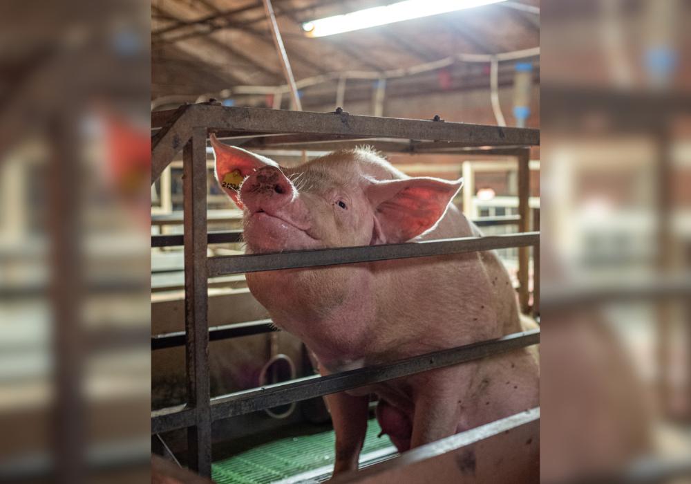 Millions of New Zealanders reject farrowing crates – have your say by 23 October!