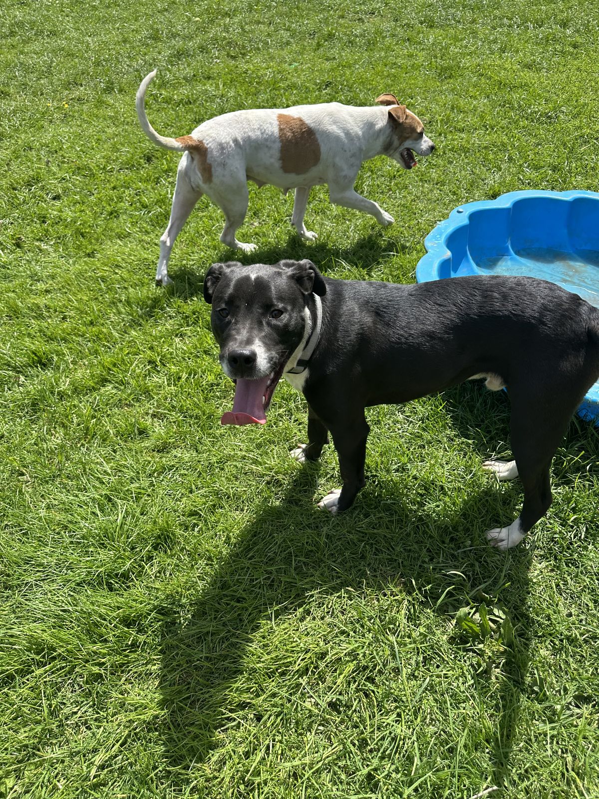 Gallery image: Dougal