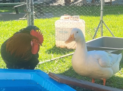 Quinton - Ducks-Peking