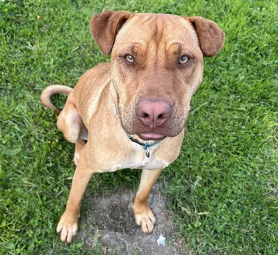 Ivy - Medium Cross Breed