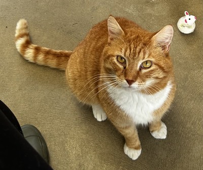 Rupert - Domestic Short Hair