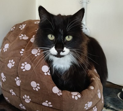 Ludo - Domestic Longhair