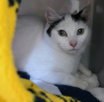 Tofu - Domestic Short Hair