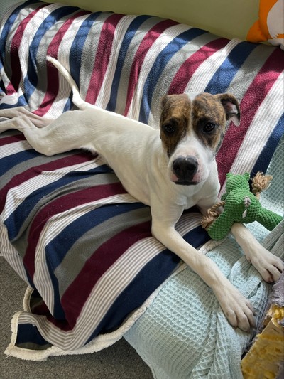 Shortbread - Large Cross Breed