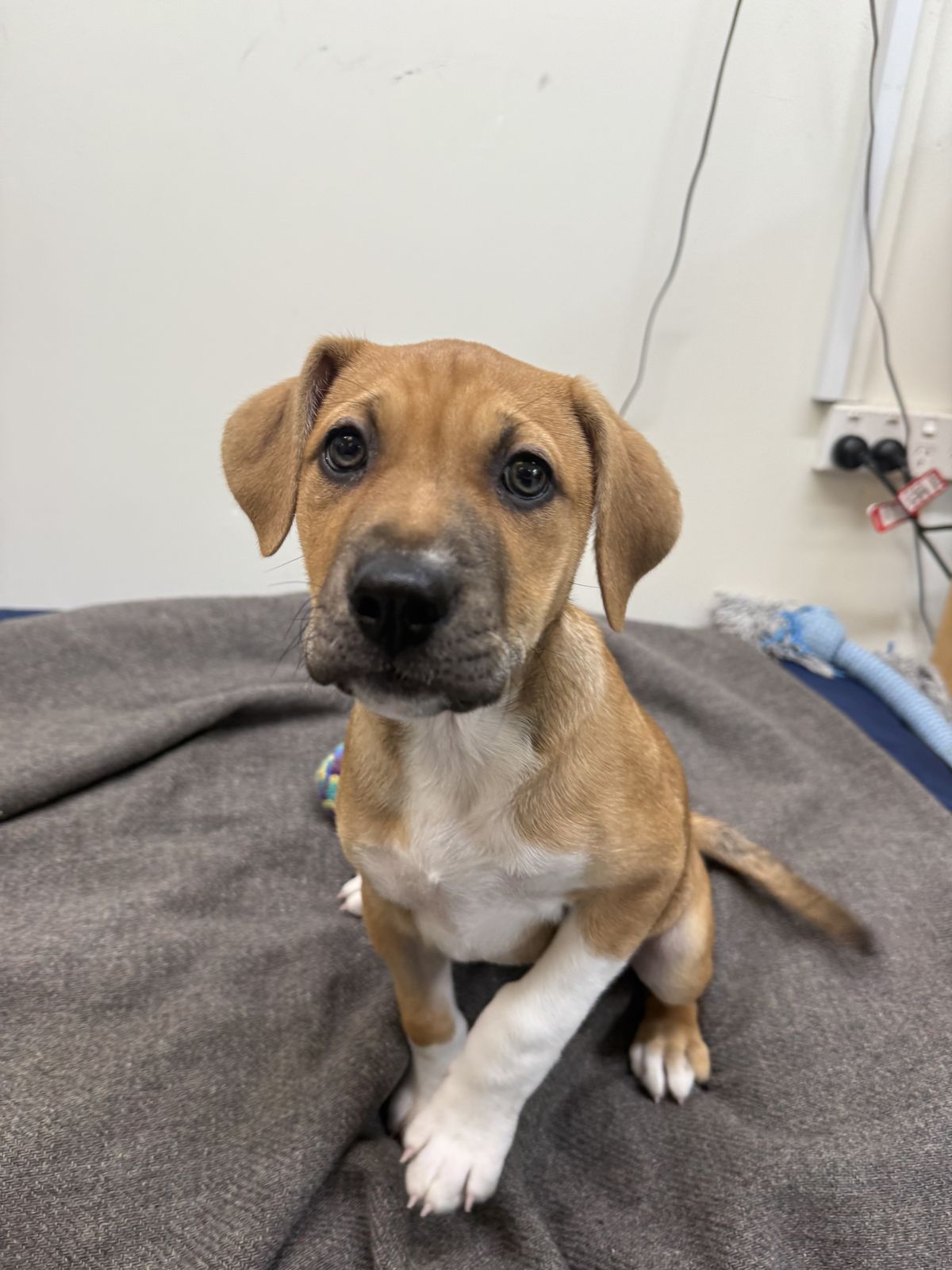 Gallery image: Petunia