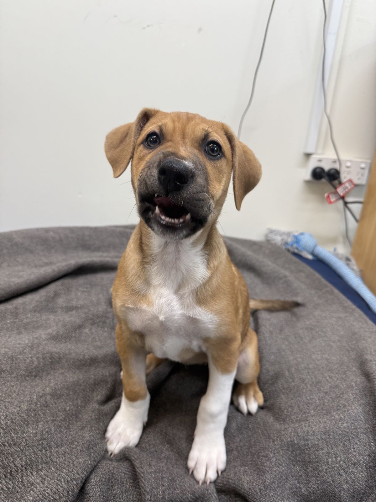 Gallery image: Petunia