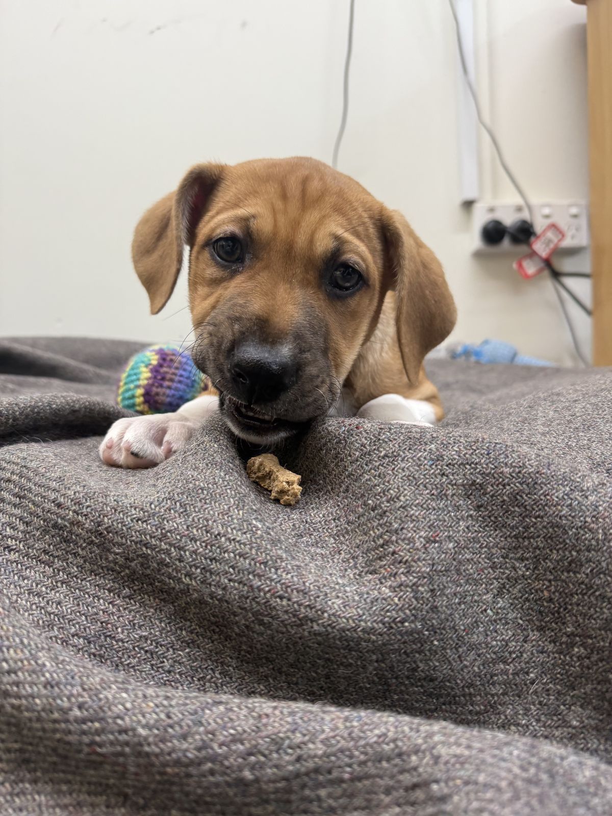 Gallery image: Petunia