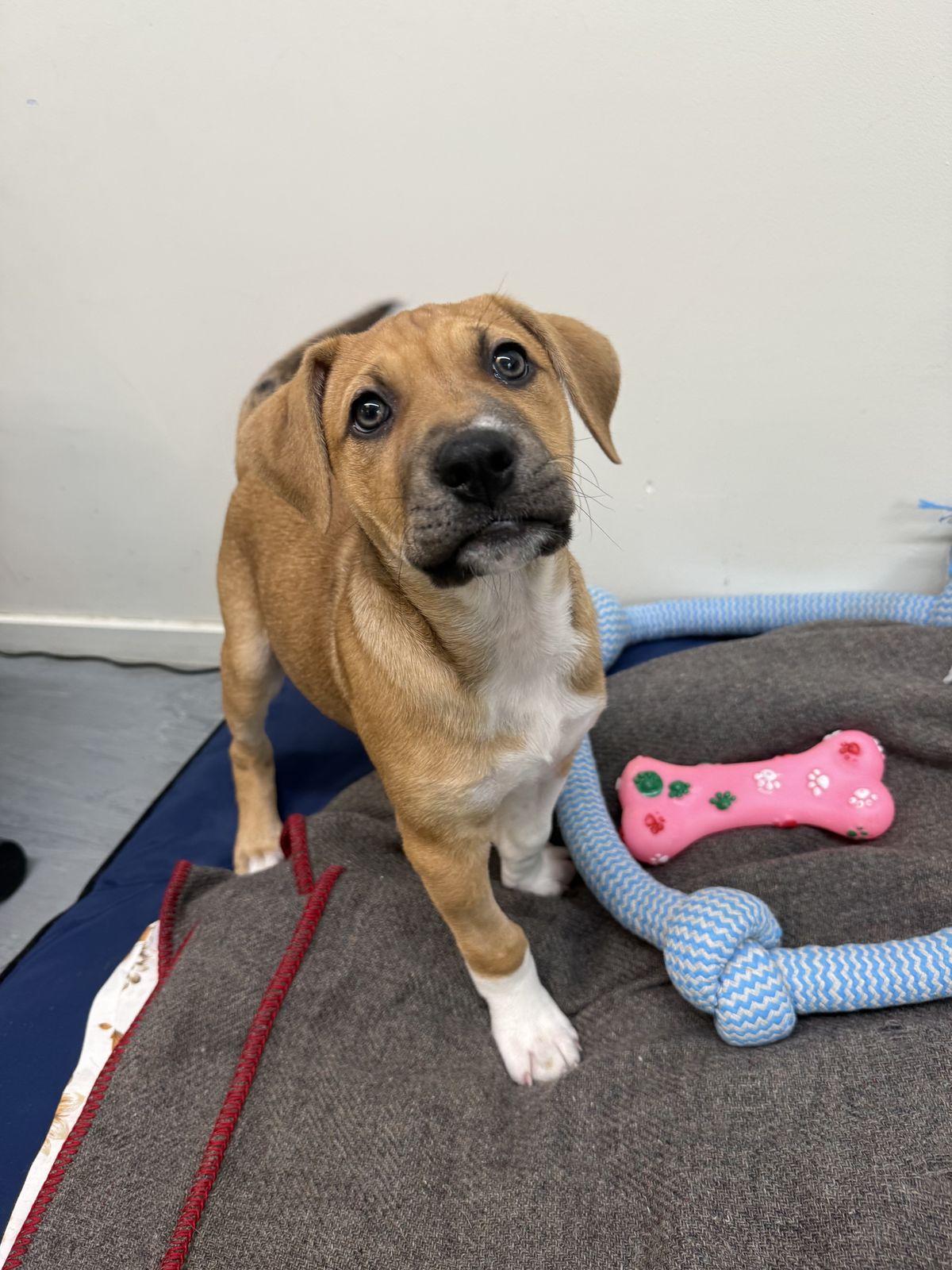 Gallery image: Petunia