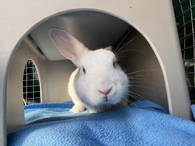 Bao Bun - New Zealand