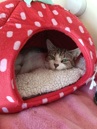 Aelin - Domestic Short Hair