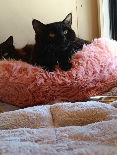 Marmite - Domestic Short Hair