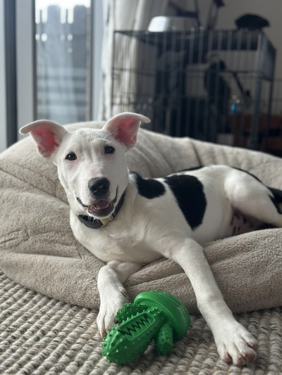 Moon - Medium Cross Breed