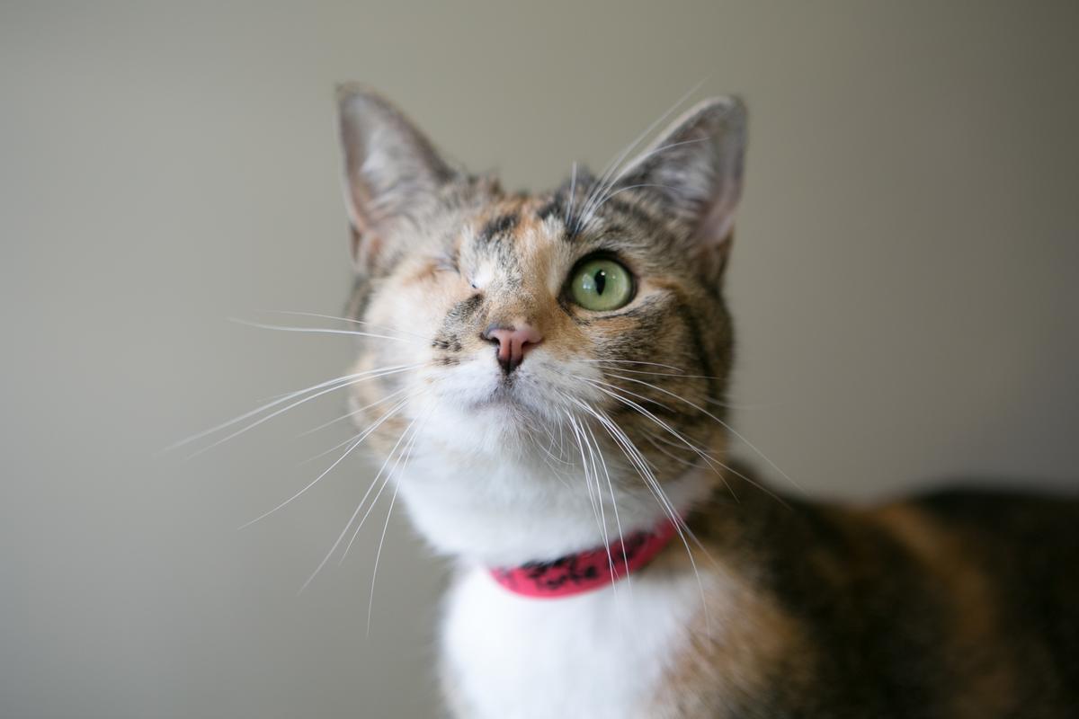 Report animal cruelty