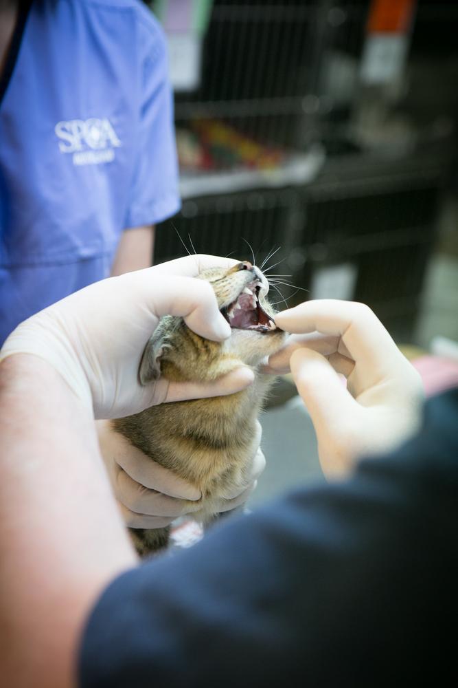 Gallery: Rehabilition