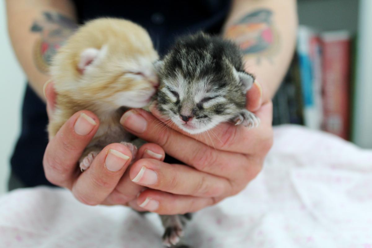 Gallery: Rehabilition