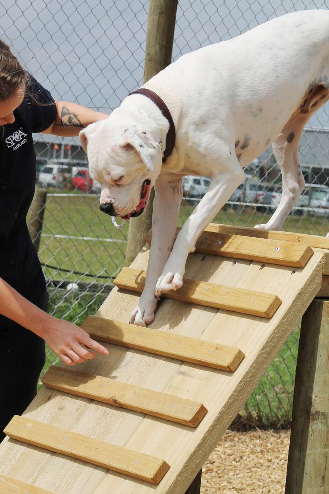 Gallery: Rehabilition