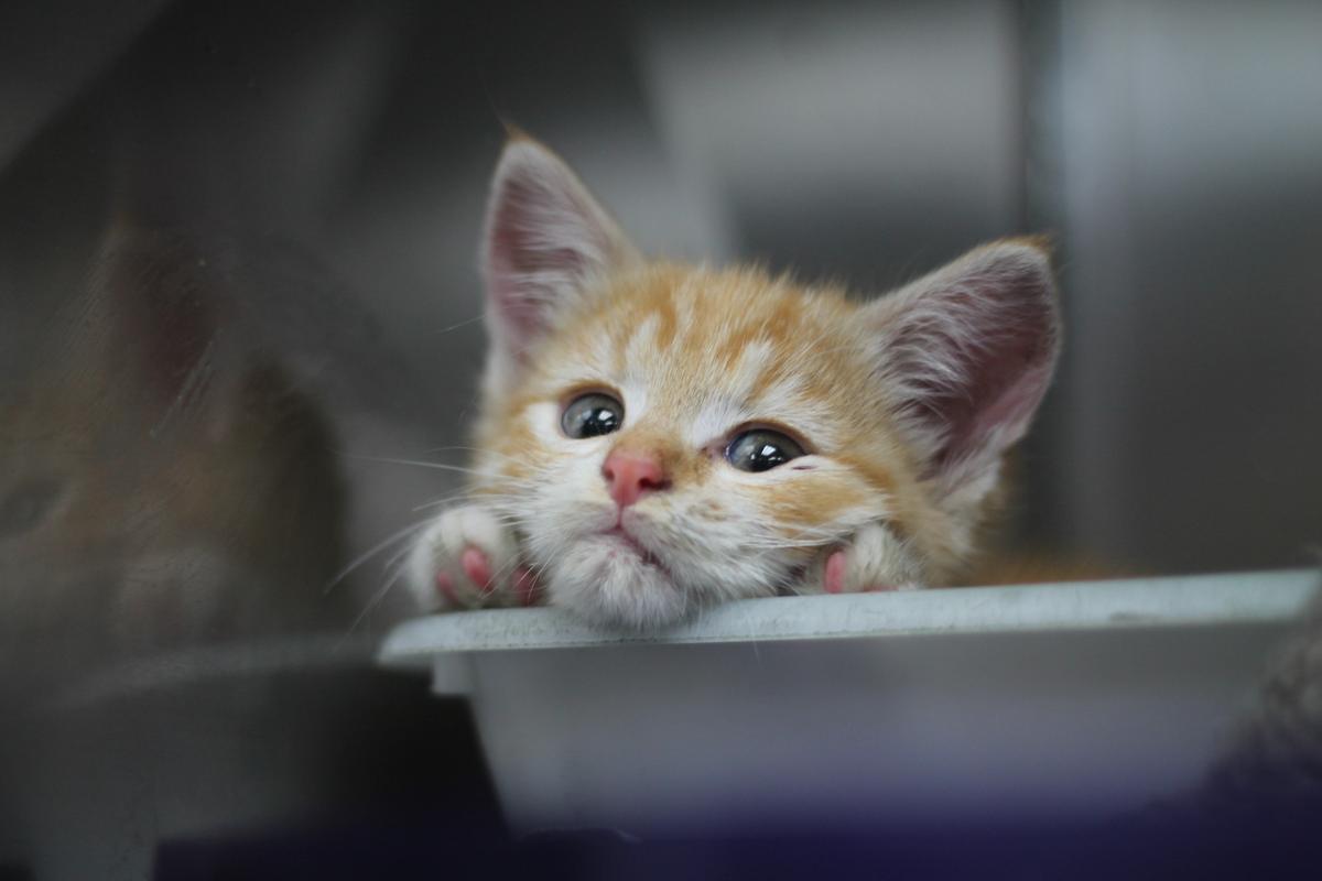 Gallery: Shelter, rehome & reunite