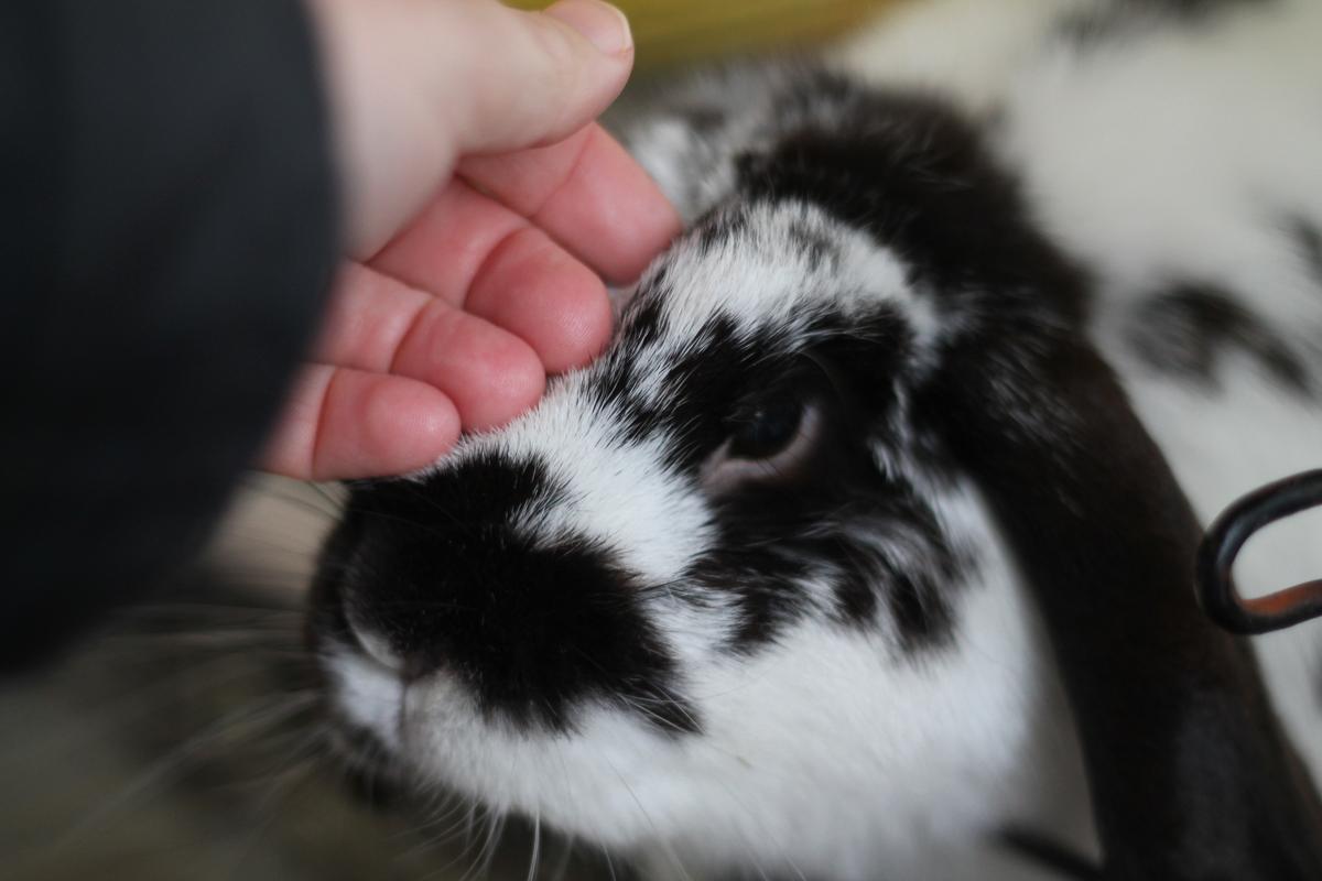 Gallery: Shelter, rehome & reunite