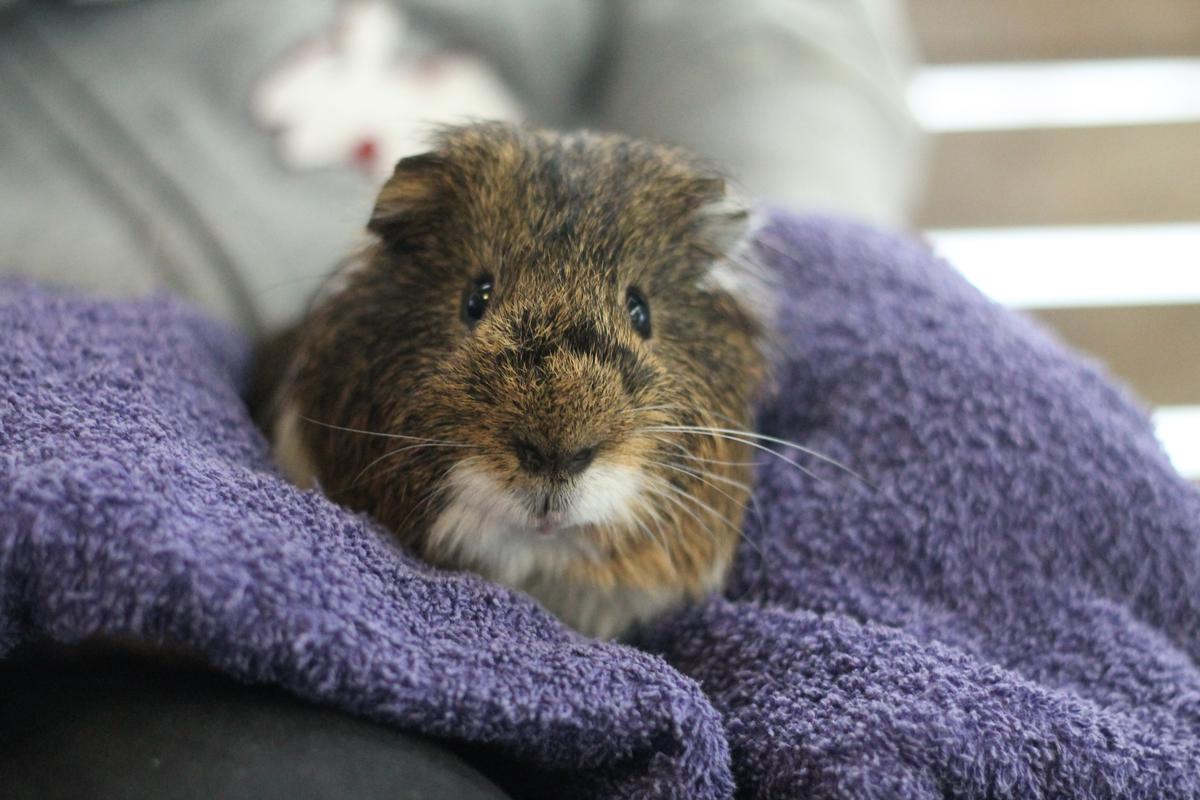 Gallery: Shelter, rehome & reunite