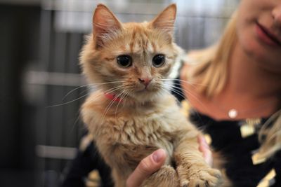 Animal Care Volunteer