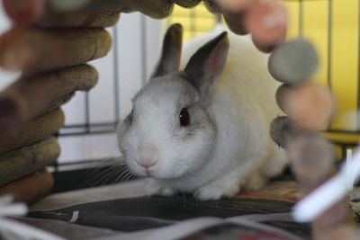 Foster parent - small animals 