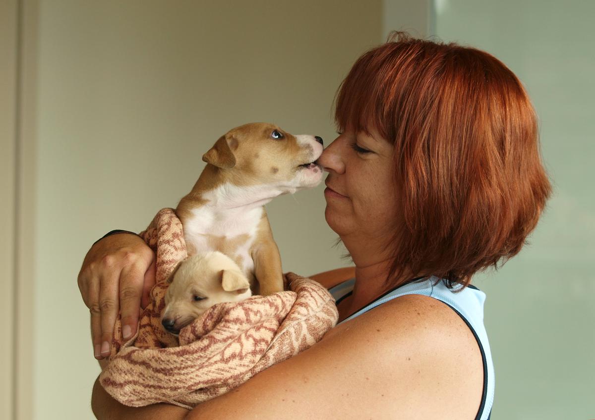 Foster parent - puppies and dogs