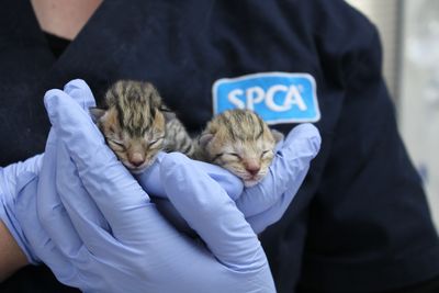 Foster parent - Neonate kittens