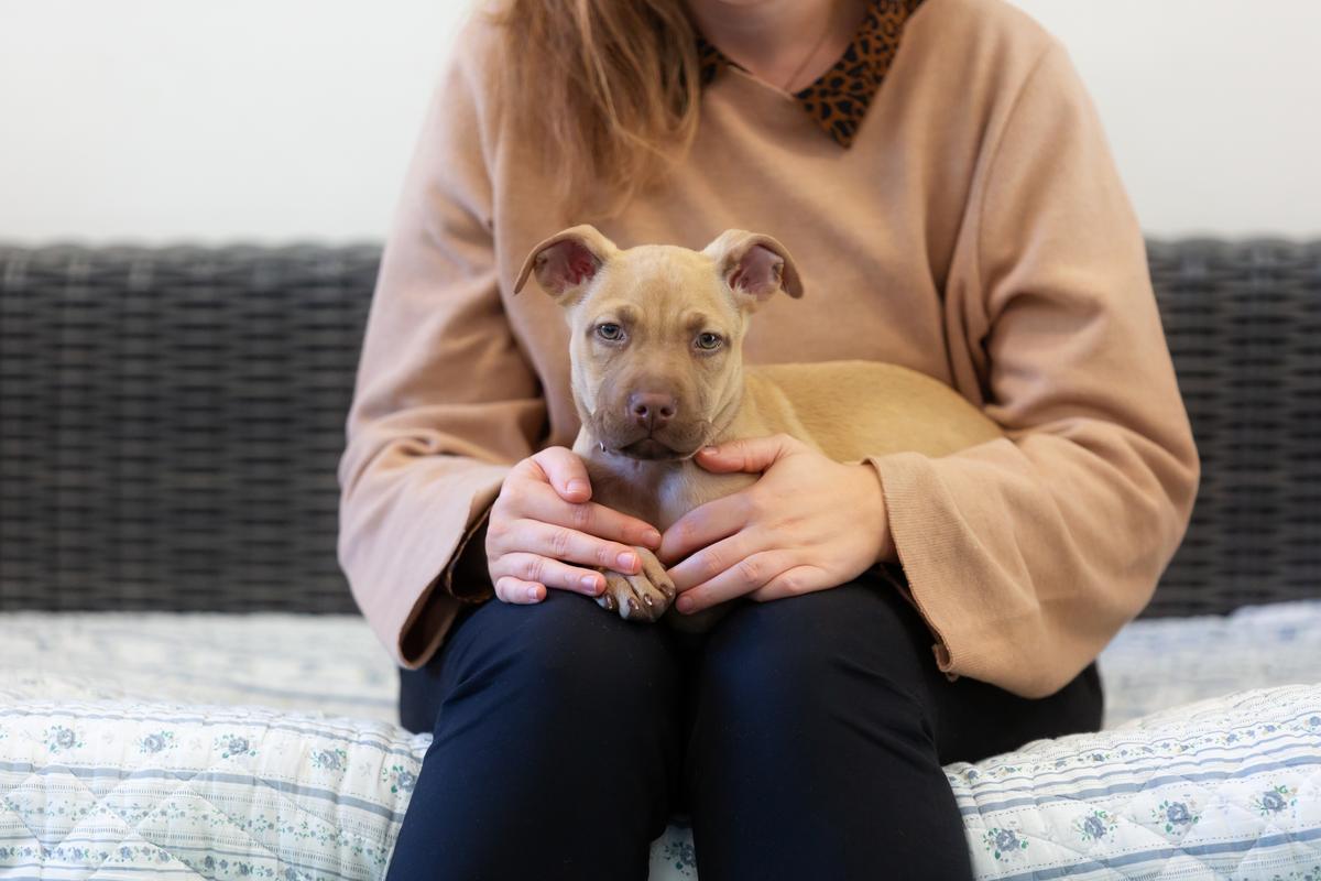 Gore Vet Partnership - VetSouth Gore