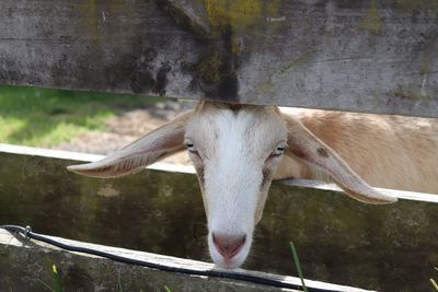 Foster parent - farm animals