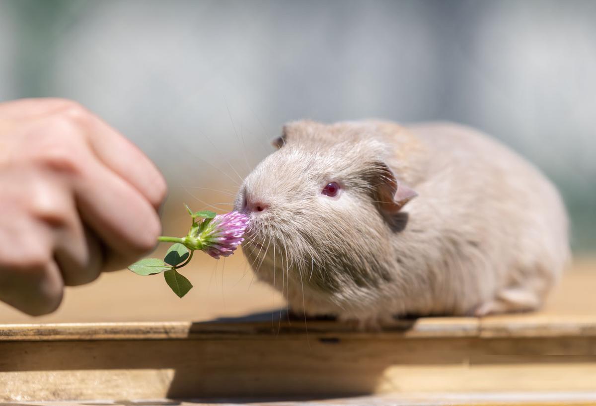 Shelter, rehome & reunite