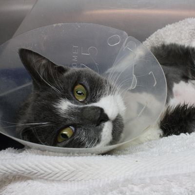 Animal name - animal breed